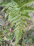 Plancia ëd Dryopteris fuscipes C. Chr.