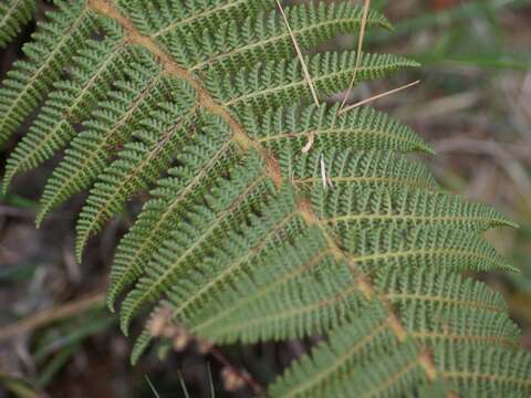 Image of Polystichum speciosissimum (A. Br. ex Kunze) Copel.