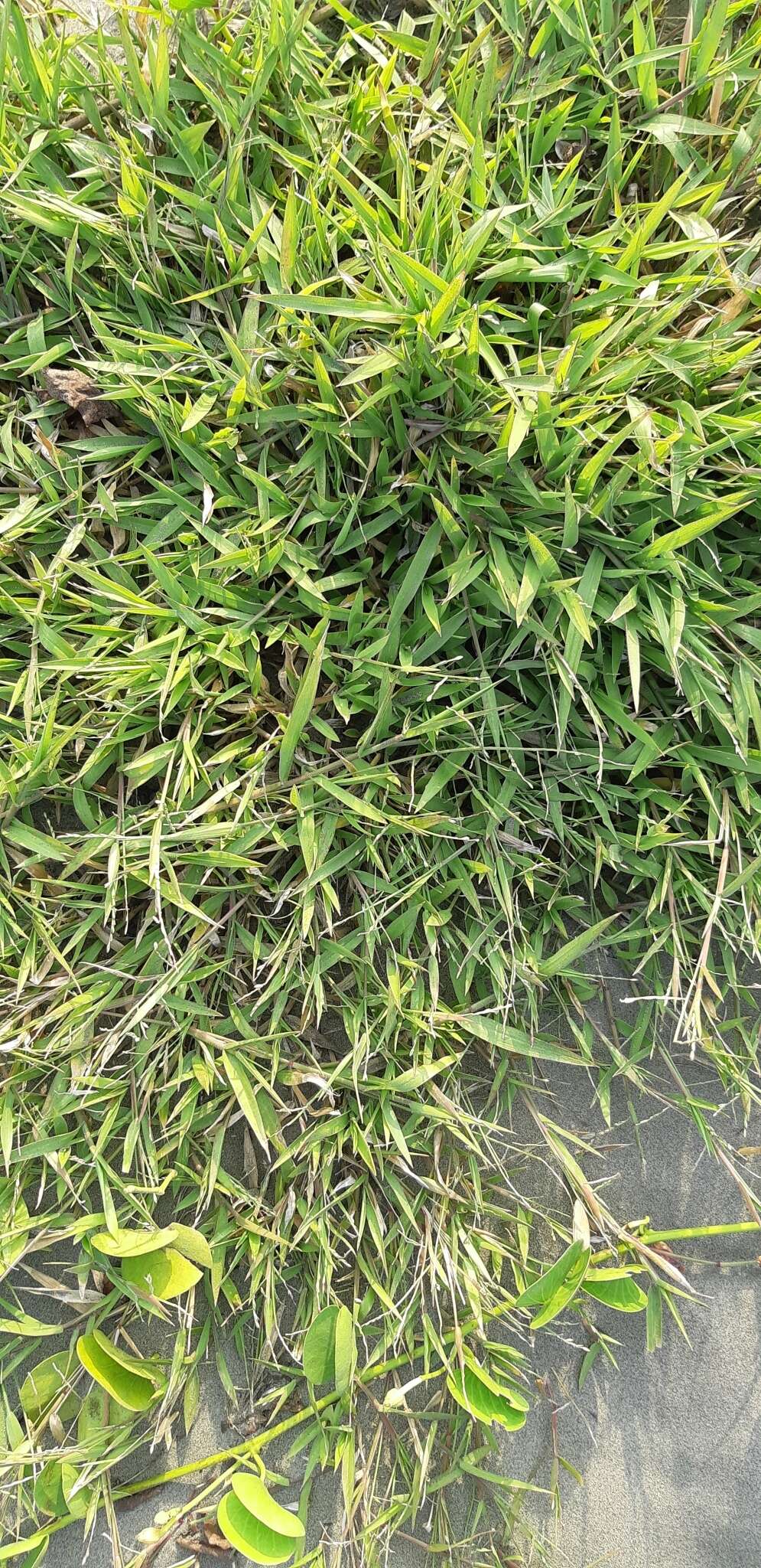 Image of Tropical Liverseed Grass