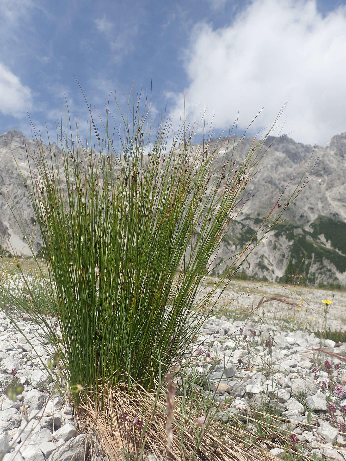 Juncus monanthos Jacq. resmi