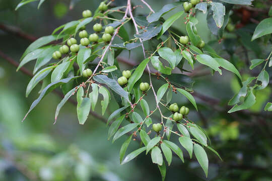 Image of Weeping Cleistanthus