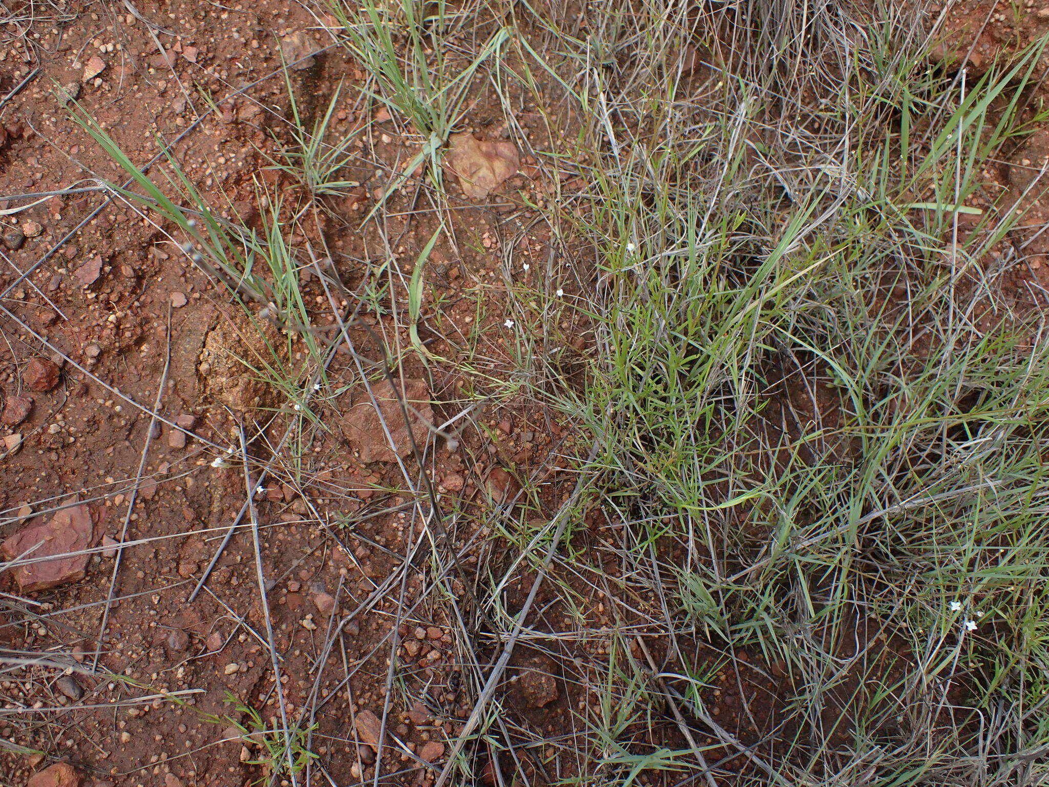 Sivun Oldenlandia herbacea (L.) Roxb. kuva