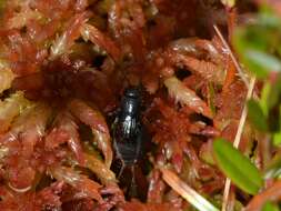 Image of Sphagnum Ground Cricket