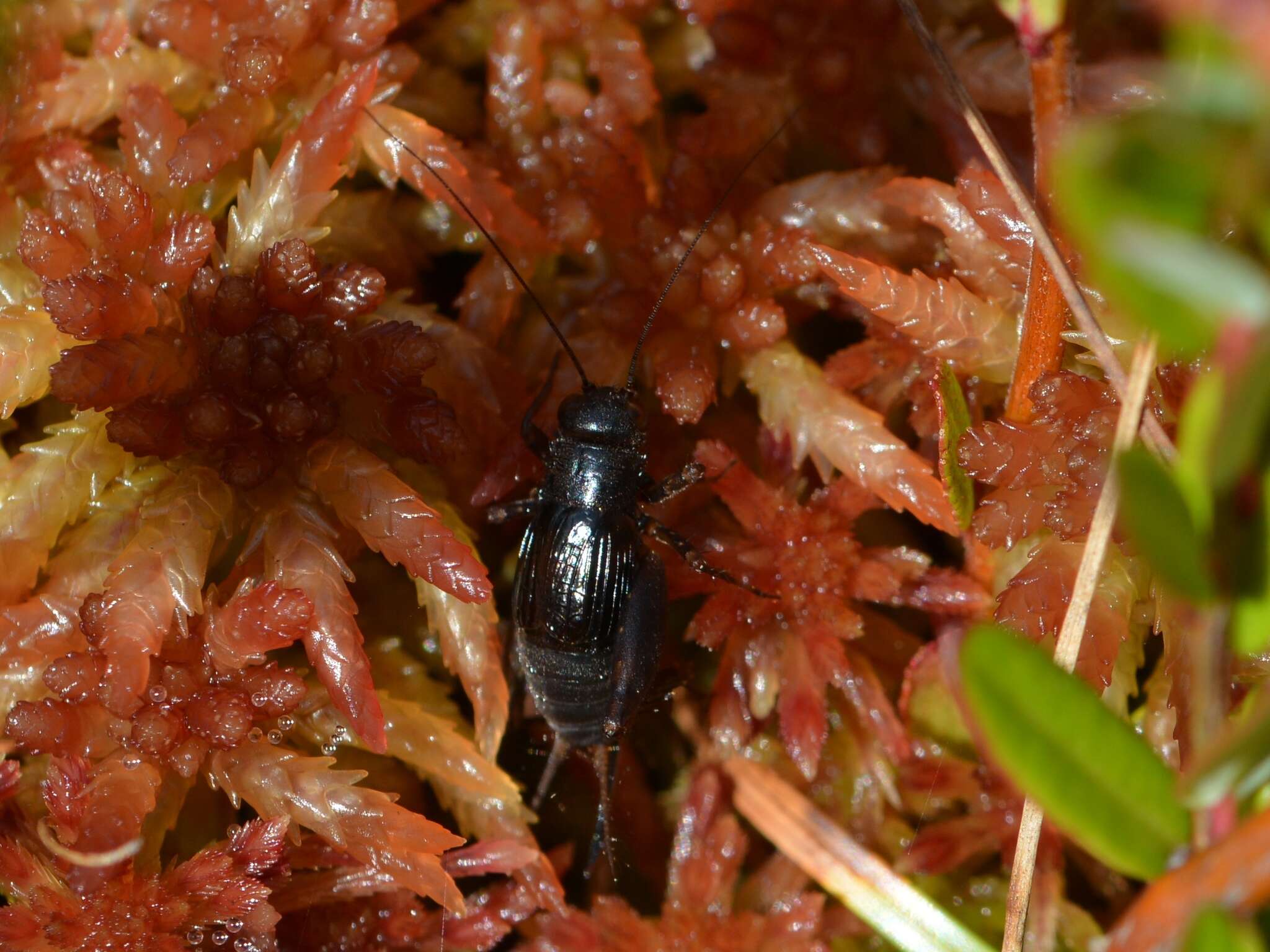 Слика од Neonemobius palustris (Blatchley 1900)