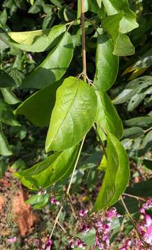 Image of Fridericia patellifera (Schltdl.) L. G. Lohmann