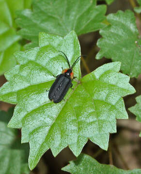 Image de Lucidota atra (G. Olivier 1790)