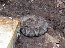 Imagem de Bothrocophias campbelli (Freire-Lascano 1991)