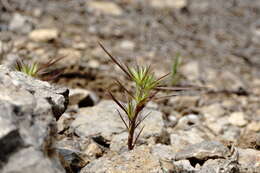 Image of Minuartia montana subsp. wiesneri (Stapf) Mc Neill