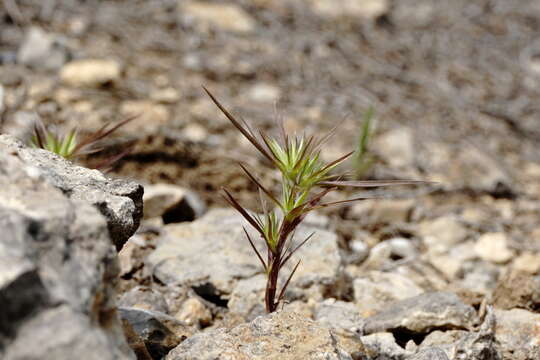 Image of Minuartia montana L.