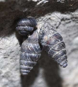 Image of Chondrina granatensis Alonso 1974