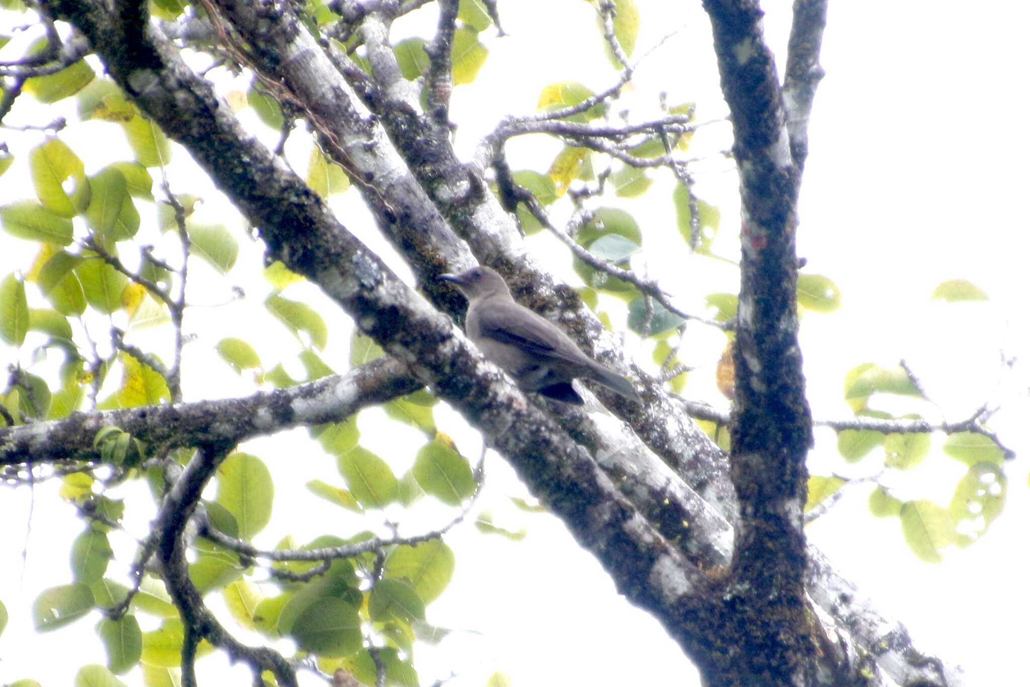 Turdus plebejus Cabanis 1861的圖片