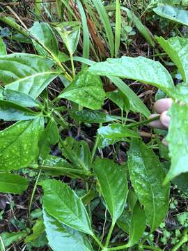 Sivun Tetrastigma planicaule (Hook. fil.) Gagnep. kuva