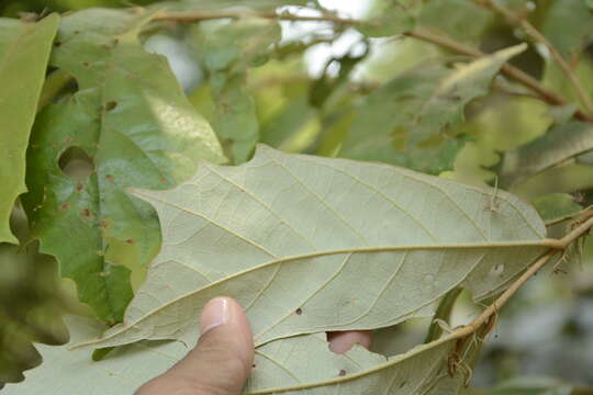 Image de Pterospermum reticulatum Wight & Arn.