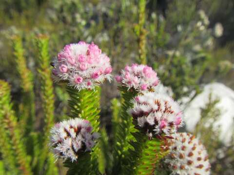 Image of Stoebe rosea Dod