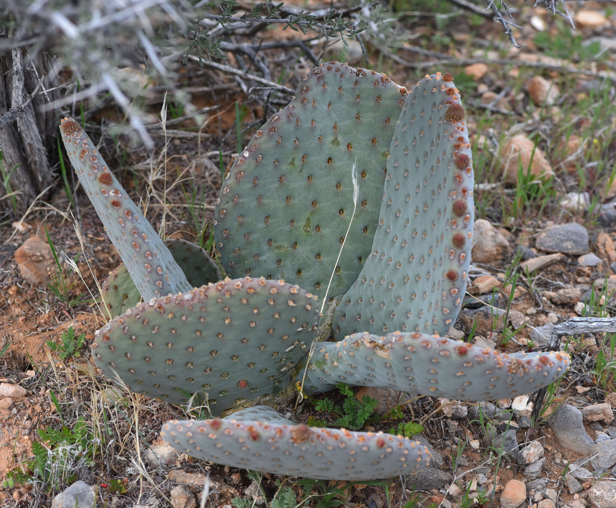 صورة Opuntia basilaris var. basilaris