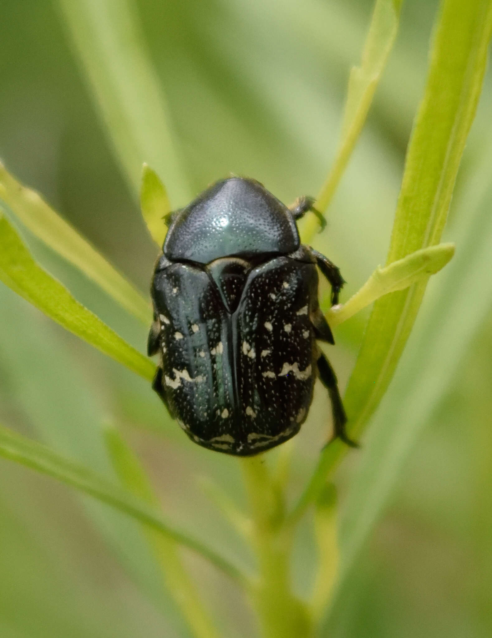 Image of Dark Flower Scarab