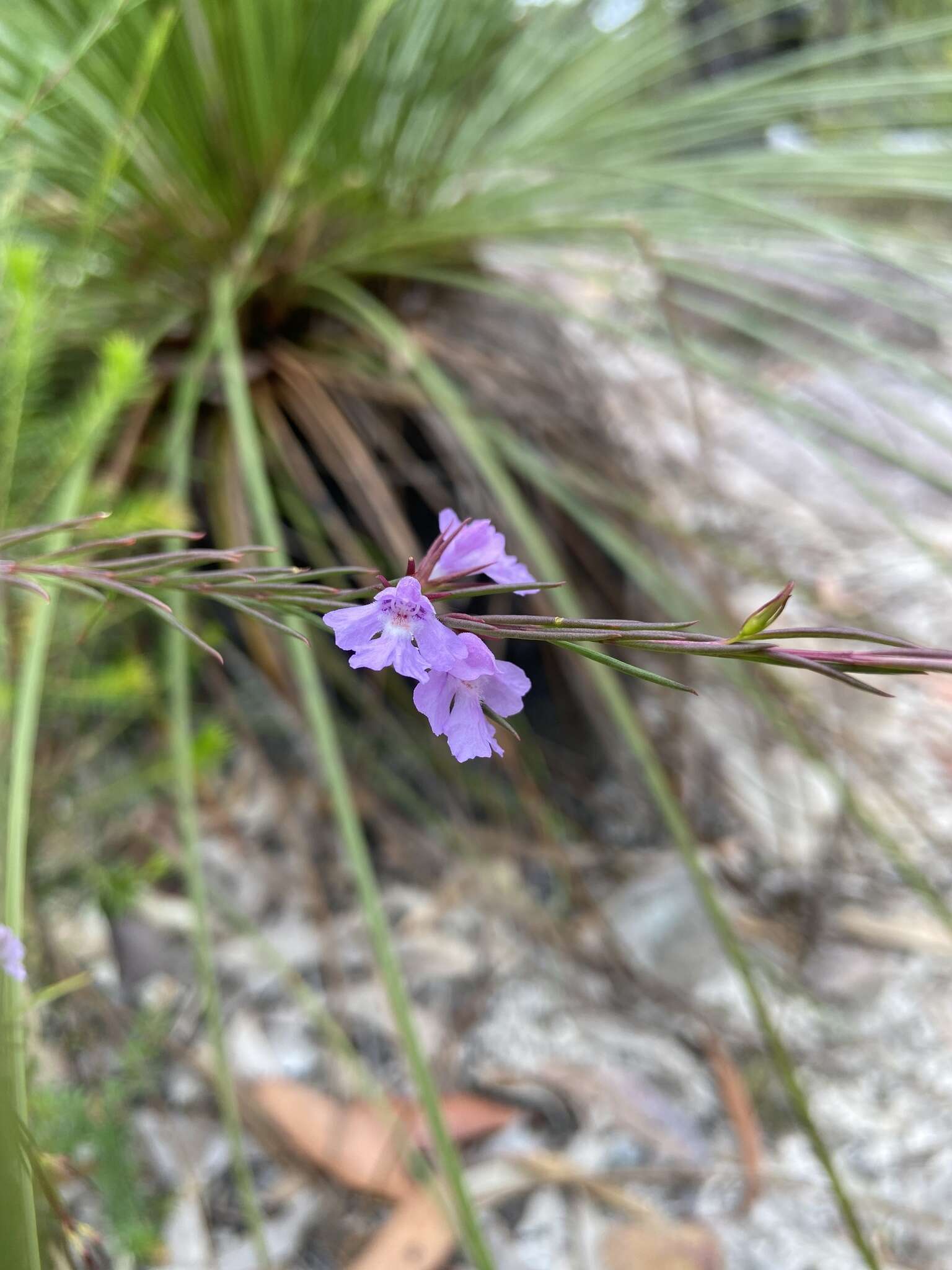 Image of Hemigenia