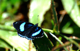 Diaethria gabaza Hewitson 1854 resmi