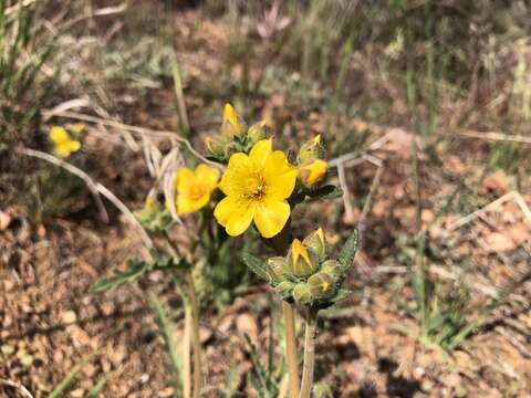 Image of grass blazingstar