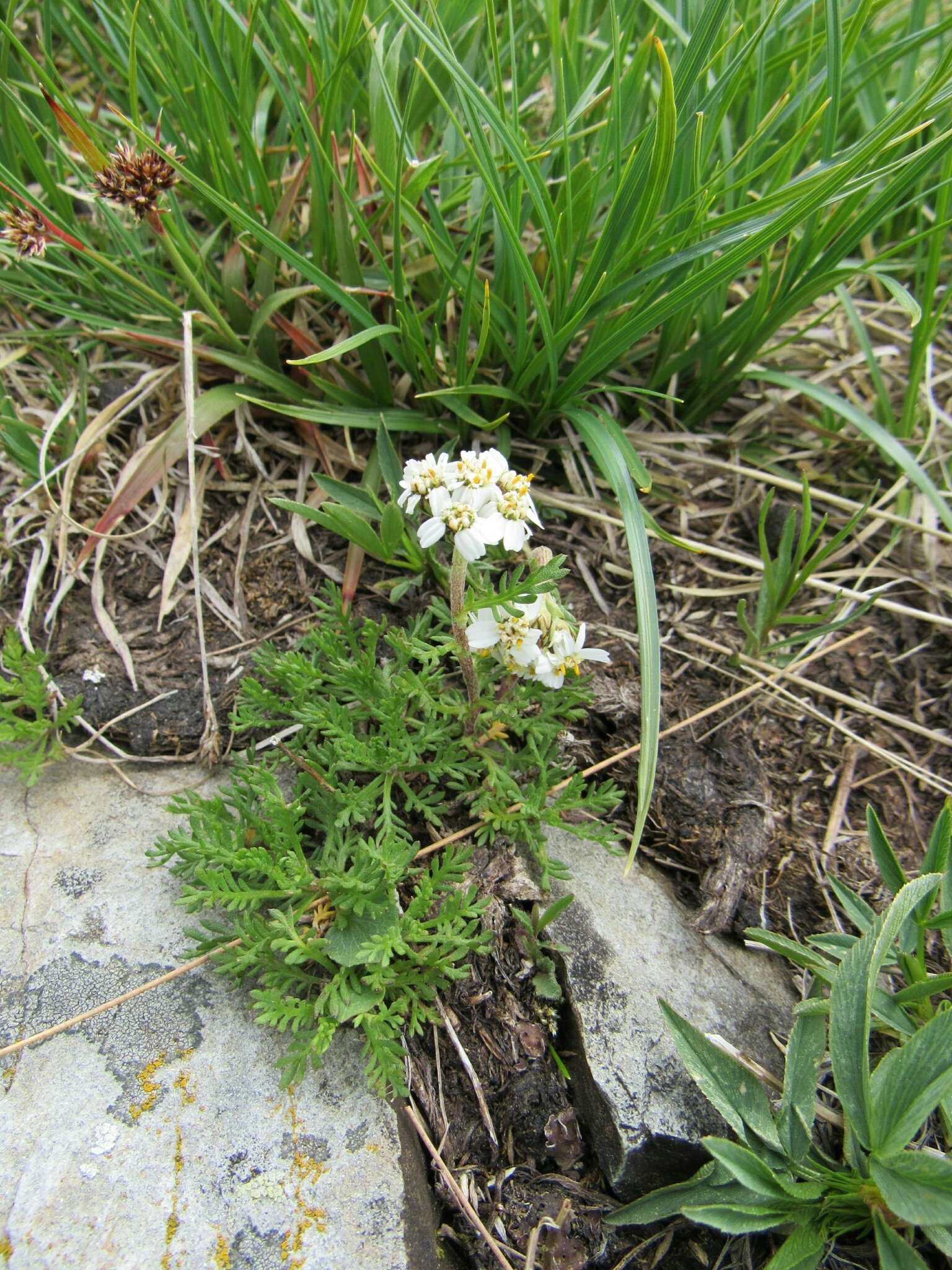 Слика од Achillea erba-rotta All.