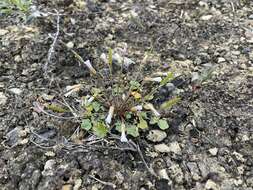 Image of Kentucky glade cress