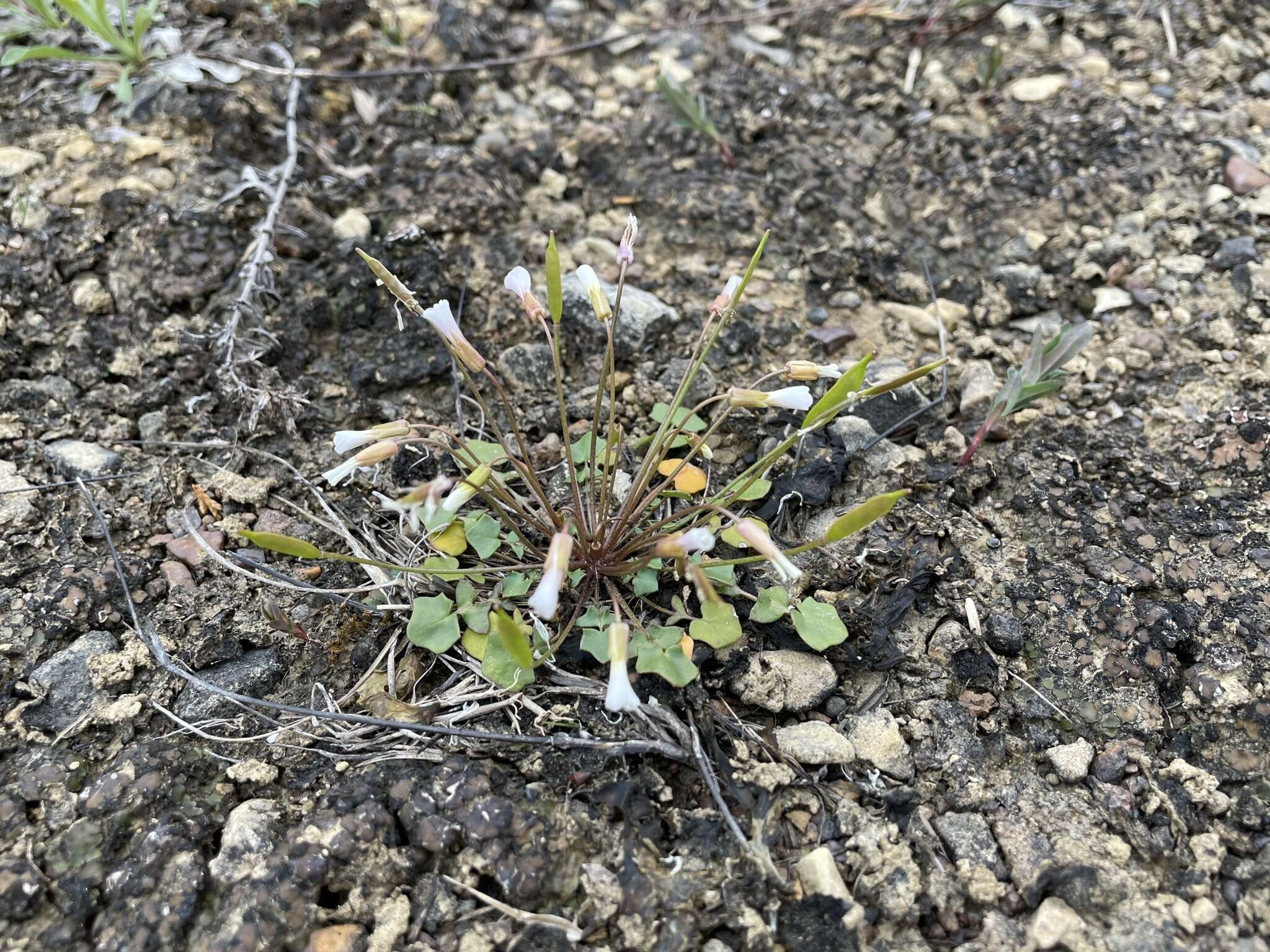 Image of Kentucky glade cress