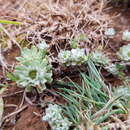 Image of Filago pygmaea subsp. pygmaea