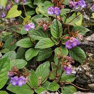 Image de Paraboea rufescens (Franch.) B. L. Burtt