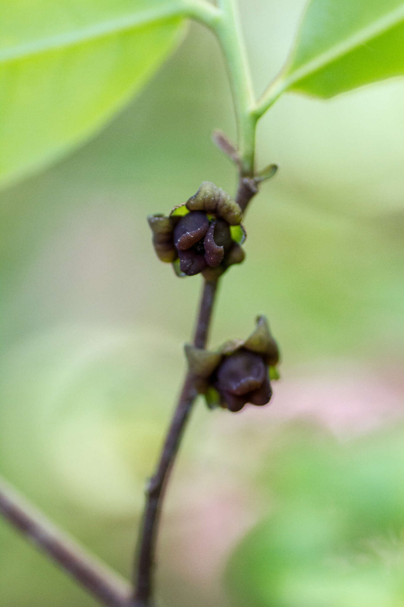 Image of Small-Flower Pawpaw