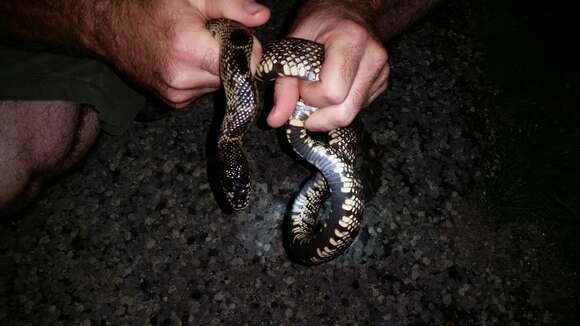 Image of Desert Kingsnake