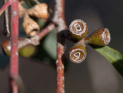 Image of Eucalyptus polybractea F. Müll. ex R. T. Baker