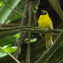 Image de Caryothraustes canadensis brasiliensis Cabanis 1851