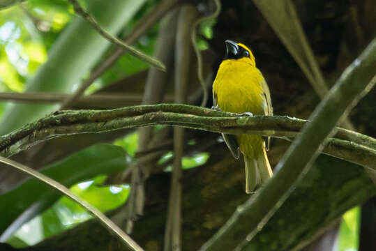 Image of Caryothraustes canadensis brasiliensis Cabanis 1851