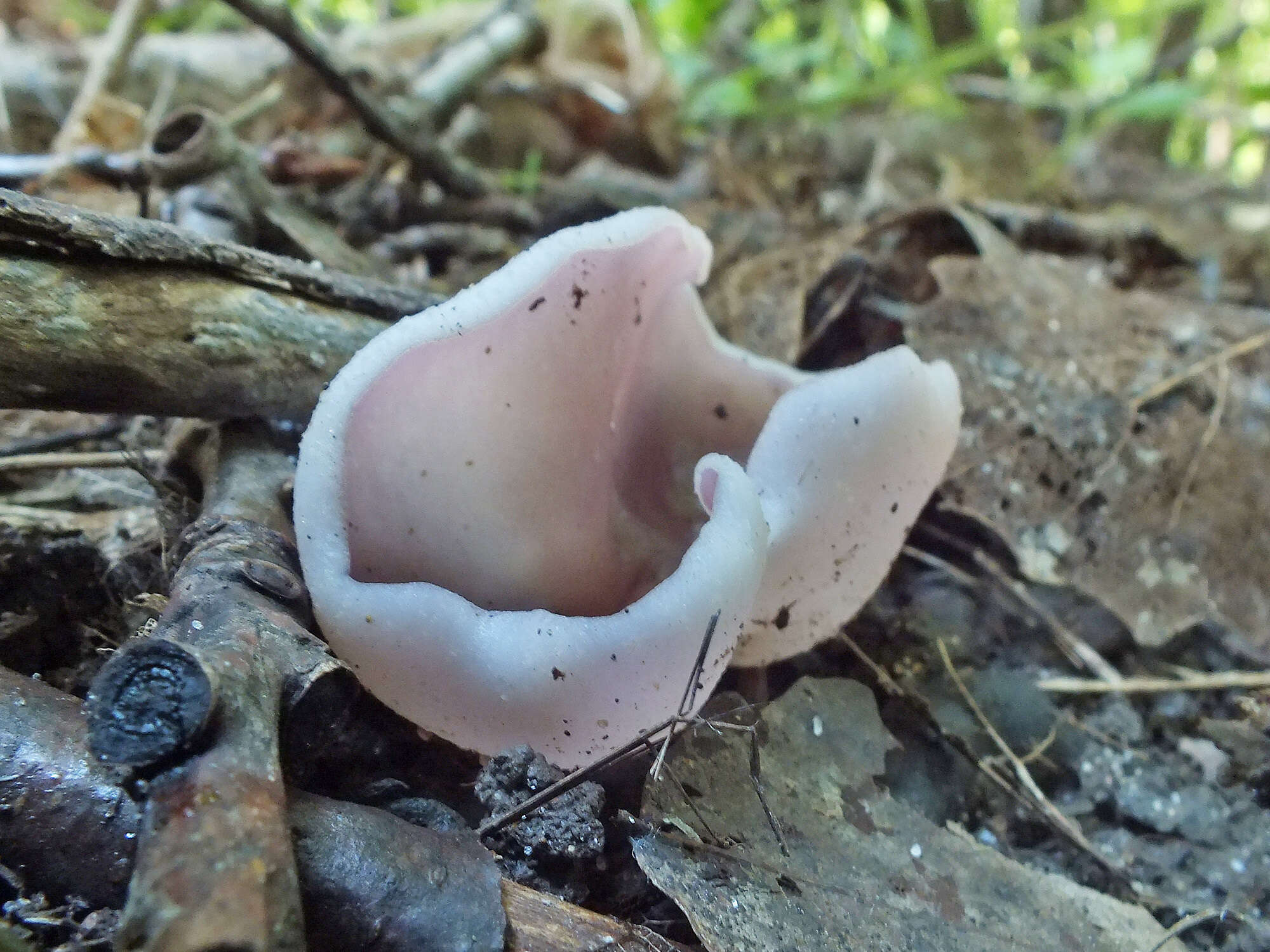 Image of Malvipezia emileia (Cooke) Van Vooren