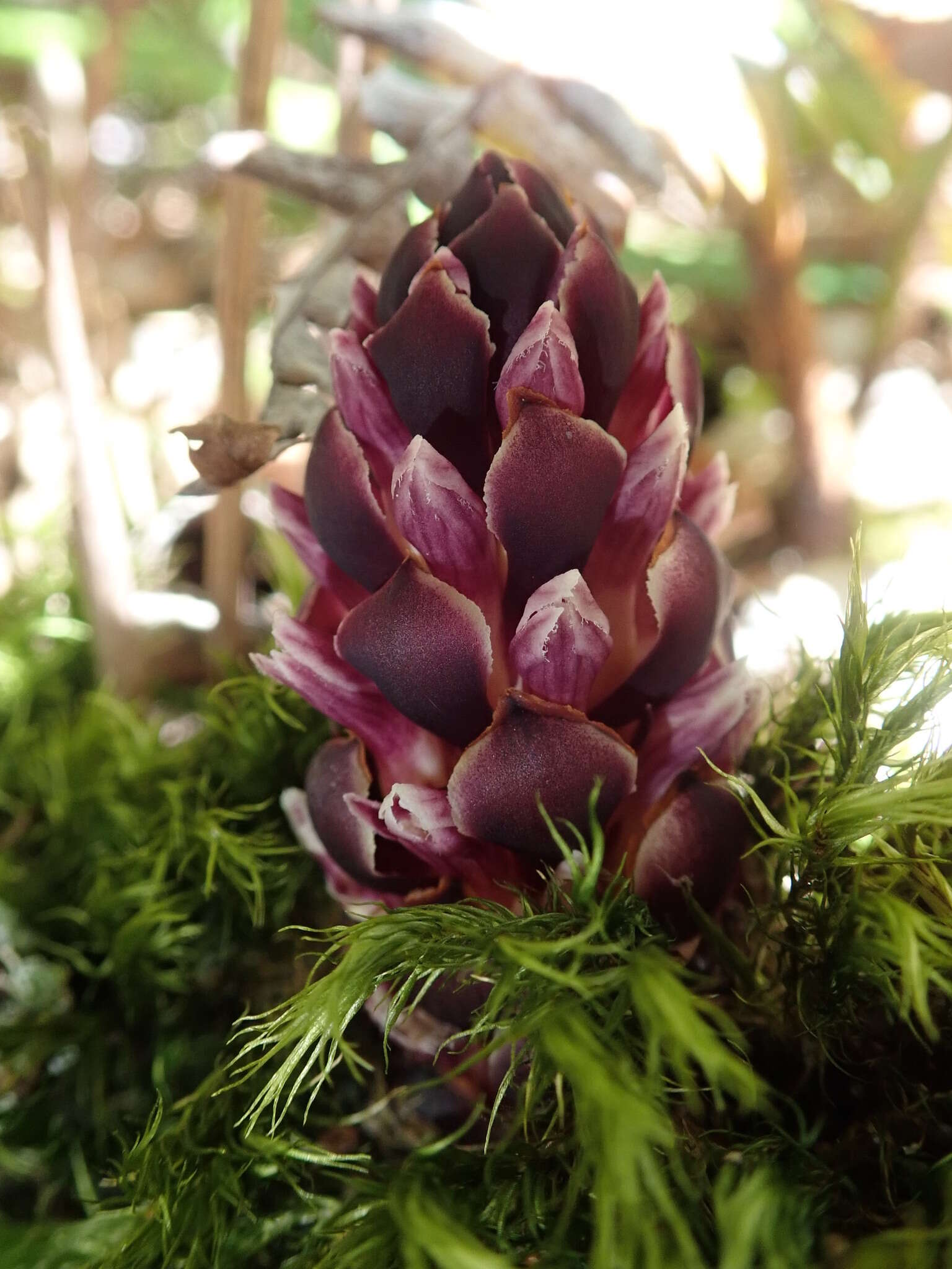 Image of Vancouver groundcone