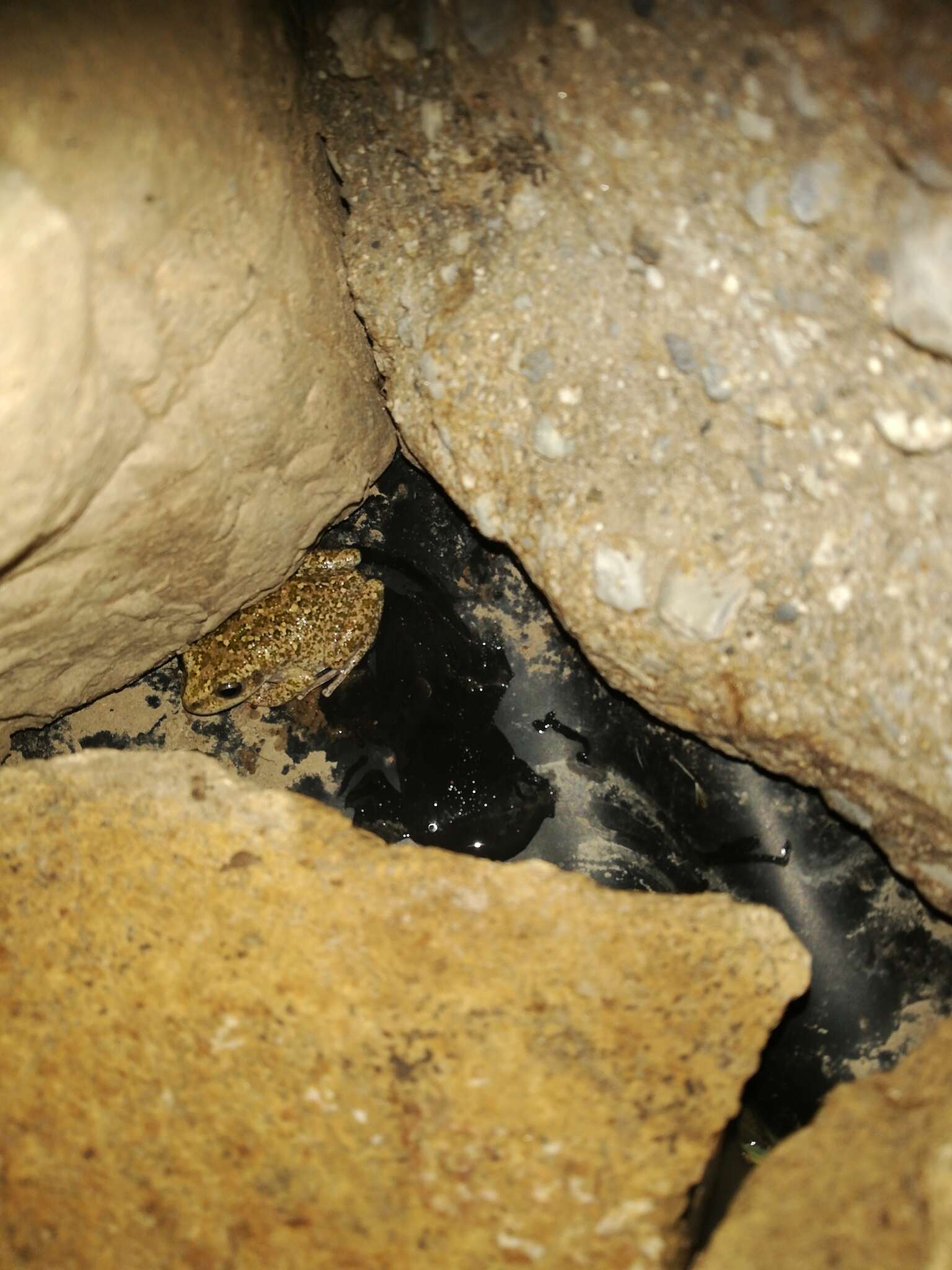 Image de Gastrotheca marsupiata (Duméril & Bibron 1841)