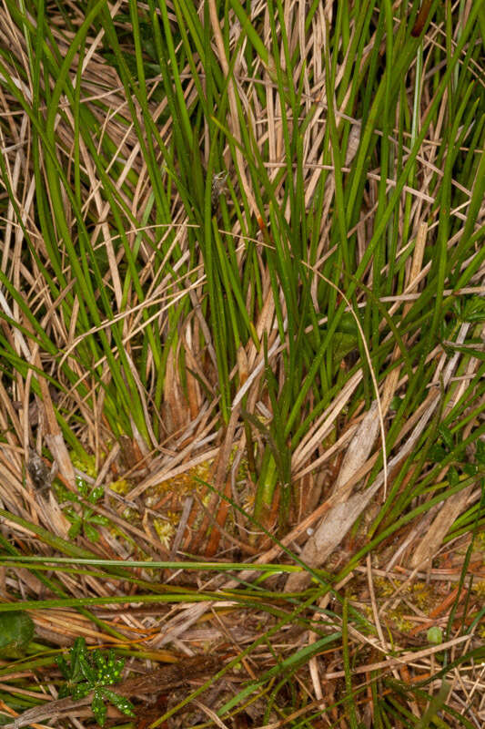 Image de Linaigrette dense