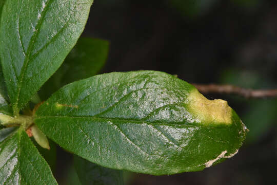 Image of Exobasidium burtii Zeller 1934