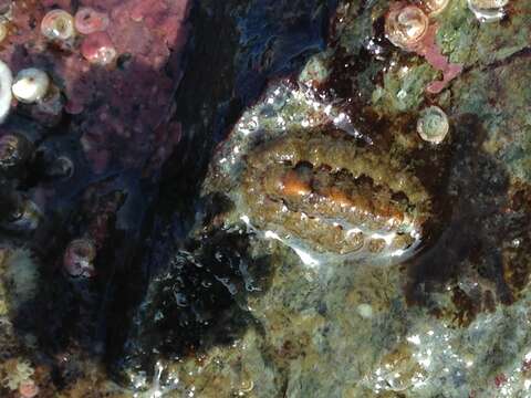 Image of hairy chiton