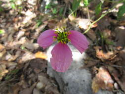 Image de Tridax oaxacana B. L. Turner