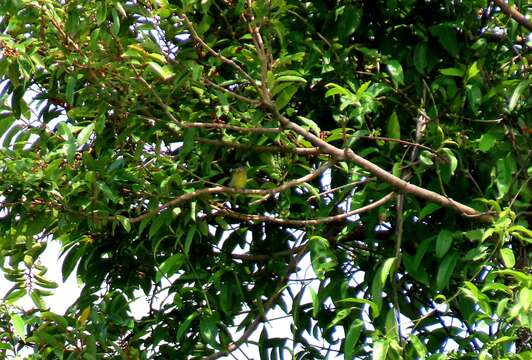 Image of Scarlet-breasted Flowerpecker