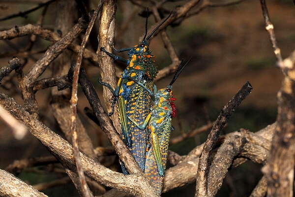 Plancia ëd Phymateus (Phymateus) saxosus Coquerel 1861