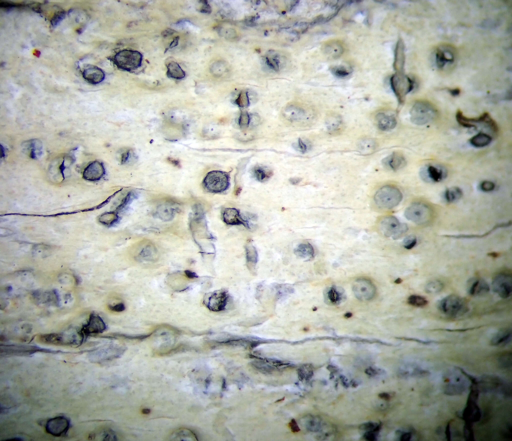 Image of wart lichen