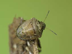 صورة Eysarcoris ventralis (Westwood 1837)