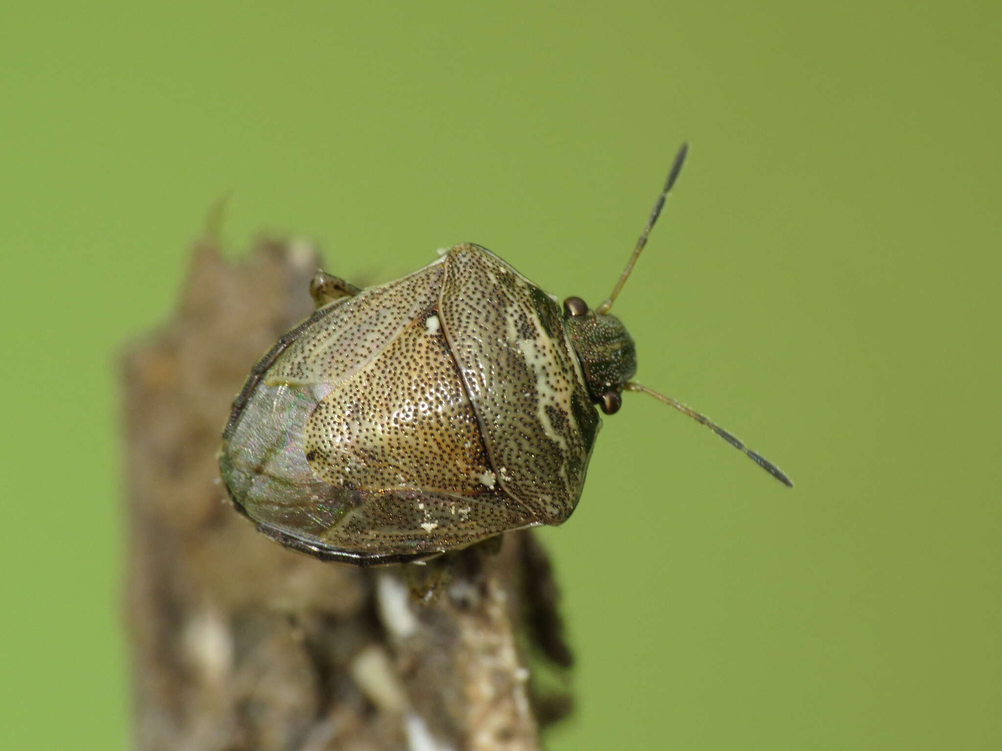 صورة Eysarcoris ventralis (Westwood 1837)