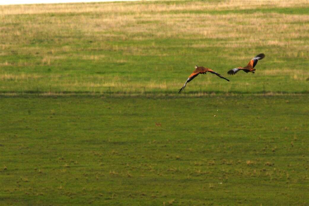 Image of Blue Bustard