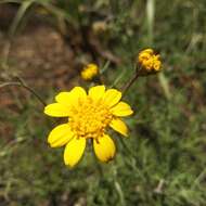 Image of Picradeniopsis xylopoda (Greenm.) B. G. Baldwin