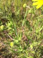 Lasthenia coronaria (Nutt.) Ornduff resmi