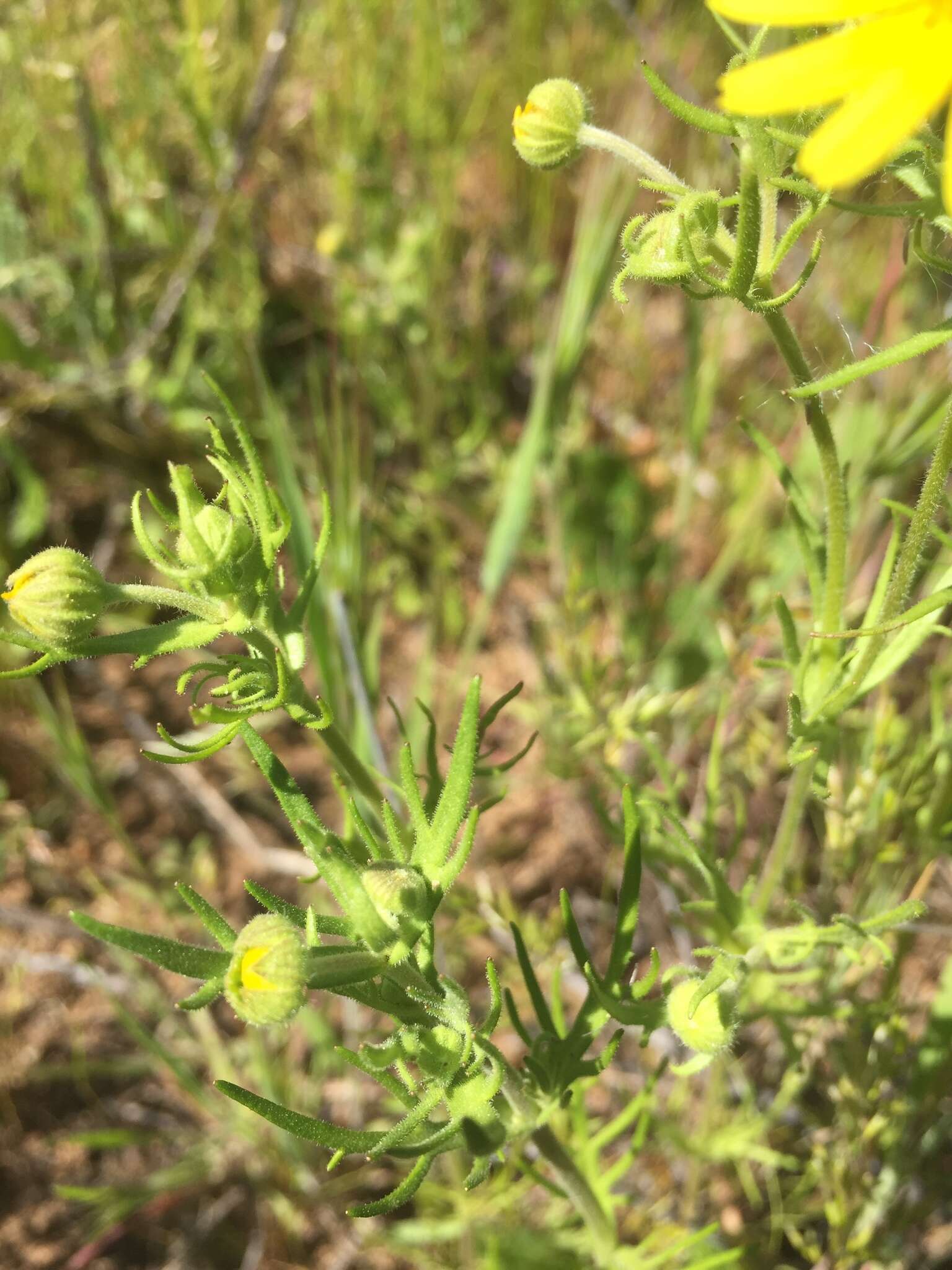 Lasthenia coronaria (Nutt.) Ornduff resmi