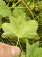 Image of Alchemilla devestiens Juz.